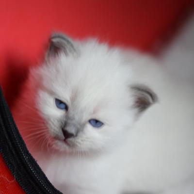 luna