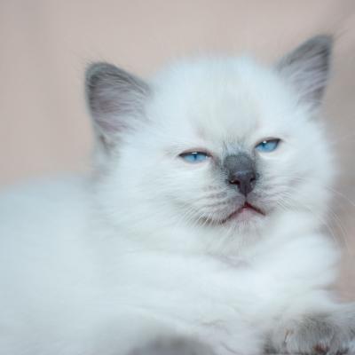 Babaszoba2