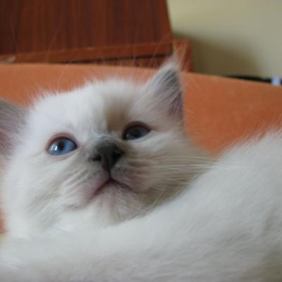 Babaszoba4
