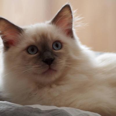 Louie2