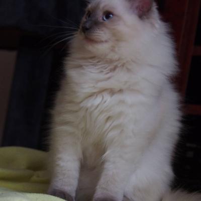 Louie