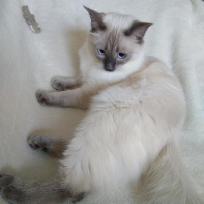 Mimi2