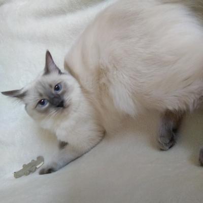 Mimi