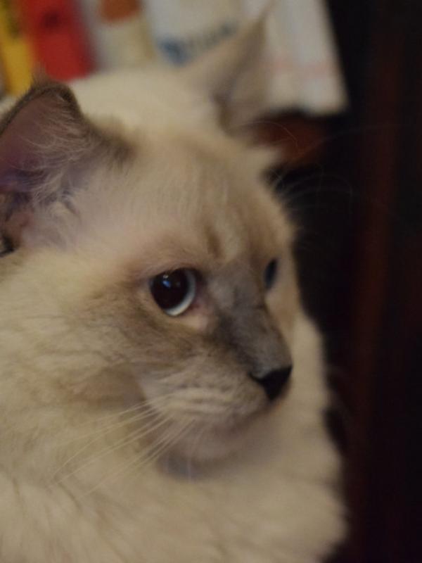 Pastorale Ragdoll's Gigolo