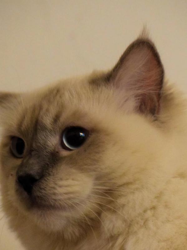 Pastorale Ragdoll's Gigolo