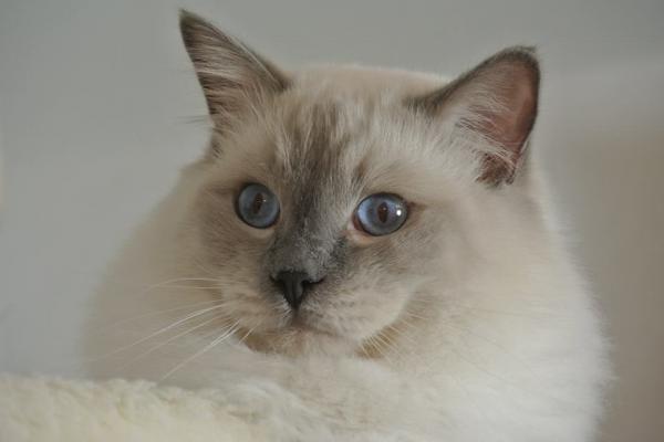 Pastorale Ragdoll's Gigolo
